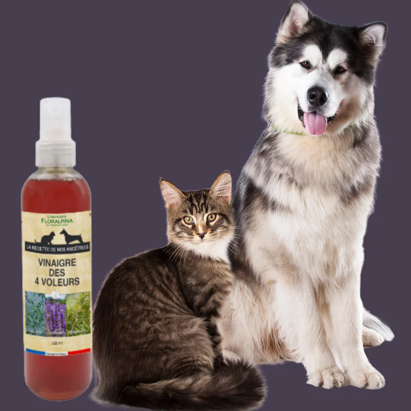 Vinaigre des 4 voleurs