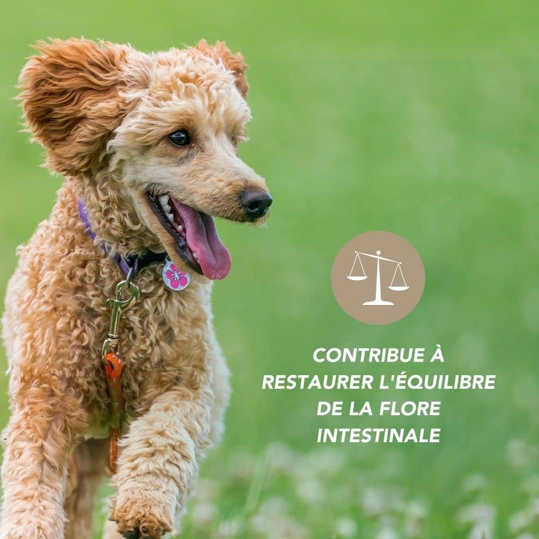 Complexe Flore Probiotique