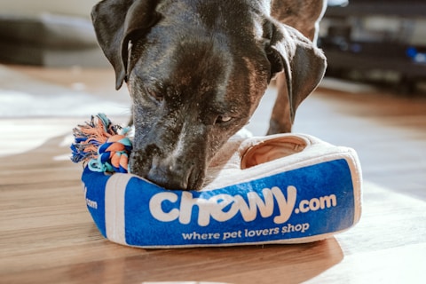 Équipe Pet Vitality avec des animaux