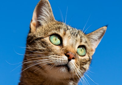 Chat heureux