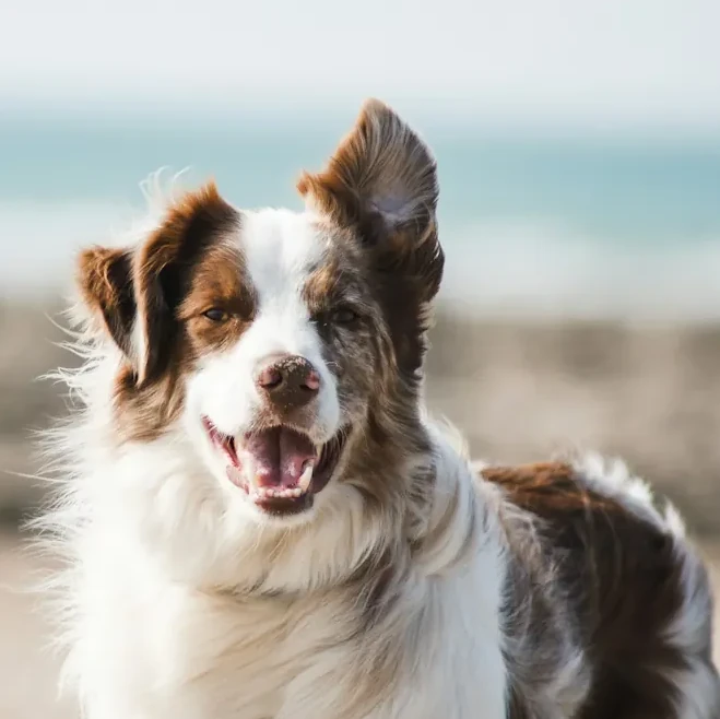 Chien heureux Pet Vitality